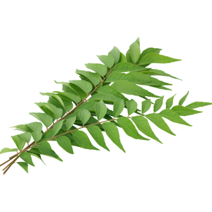Curry Leaves / લીમડો
