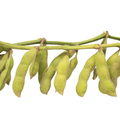 Lilva / લીલવા