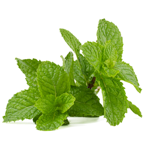 Mint / ફુદીના