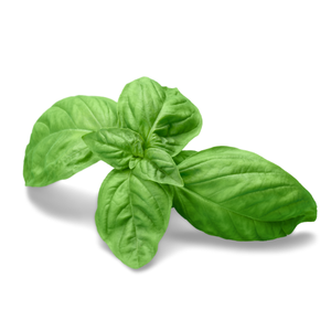 basil / બેસિલ