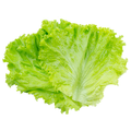lettuce / લેટીસ