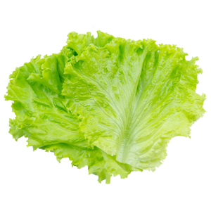 lettuce / લેટીસ